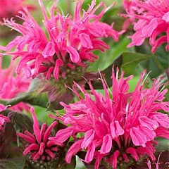 Монарда "Пинк Лейс" (Pink Lace) ИХ