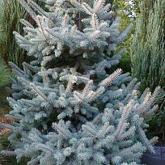 Ель колючая "Шовенхорст" (Schovenhorst) 